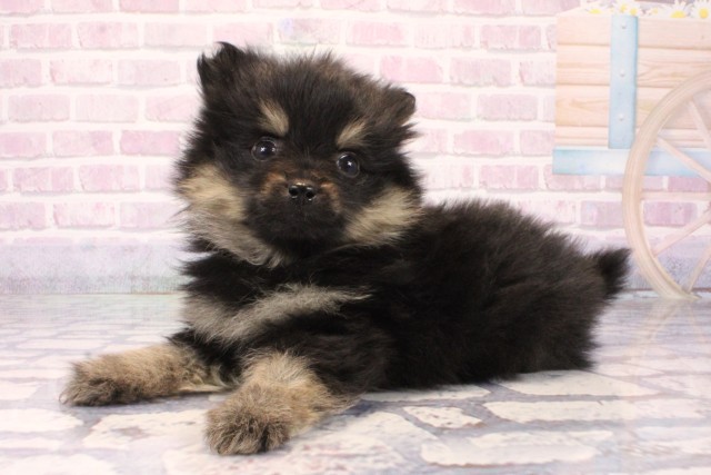 兵庫県のポメラニアン (Coo&RIKU姫路店/2025年10月3日生まれ/男の子/ブラックタン)の子犬の3枚目の画像