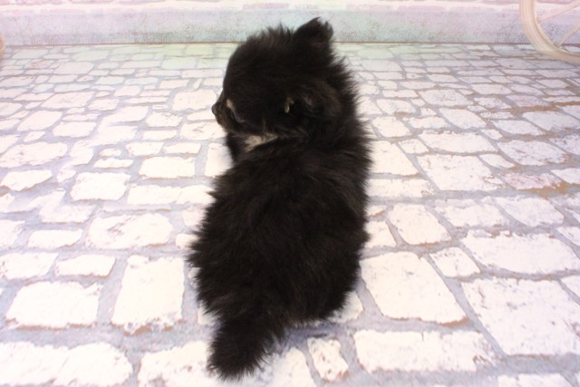 兵庫県のポメラニアン (Coo&RIKU姫路店/2025年10月3日生まれ/男の子/ブラックタン)の子犬の4枚目の画像