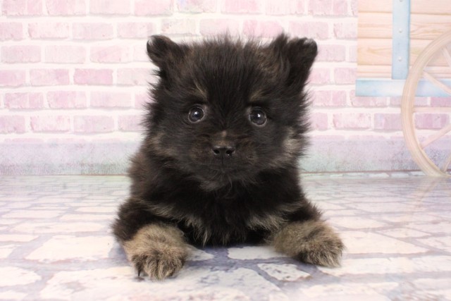 和歌山県のポメラニアン (Coo&RIKU和歌山店/2025年10月3日生まれ/男の子/ブラックタン)の子犬の1枚目の画像