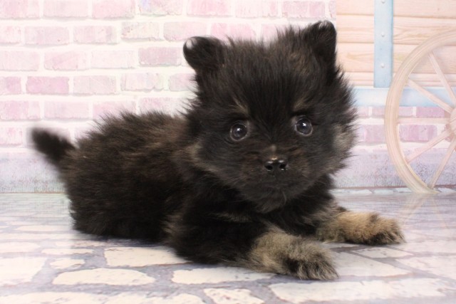 和歌山県のポメラニアン (Coo&RIKU和歌山店/2025年10月3日生まれ/男の子/ブラックタン)の子犬の2枚目の画像