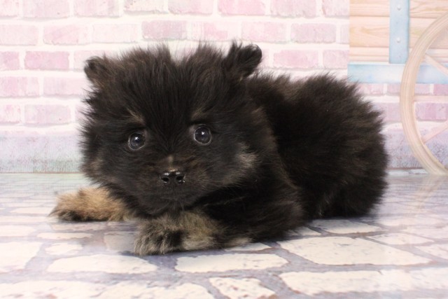 和歌山県のポメラニアン (Coo&RIKU和歌山店/2025年10月3日生まれ/男の子/ブラックタン)の子犬の3枚目の画像