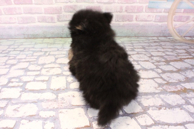 和歌山県のポメラニアン (Coo&RIKU和歌山店/2025年10月3日生まれ/男の子/ブラックタン)の子犬の4枚目の画像