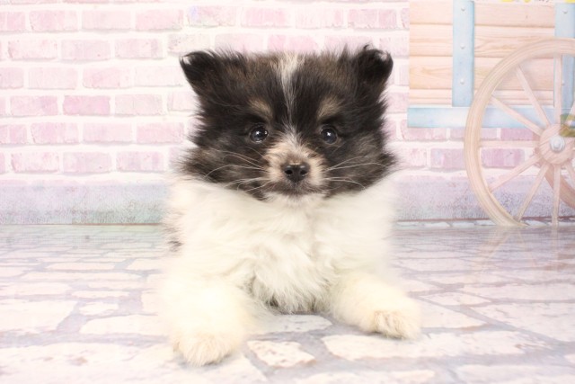 滋賀県のポメラニアン (Coo&RIKU長浜店/2025年10月3日生まれ/女の子/ホワイトブラック)の子犬の1枚目の画像