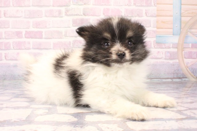 滋賀県のポメラニアン (Coo&RIKU長浜店/2025年10月3日生まれ/女の子/ホワイトブラック)の子犬の2枚目の画像