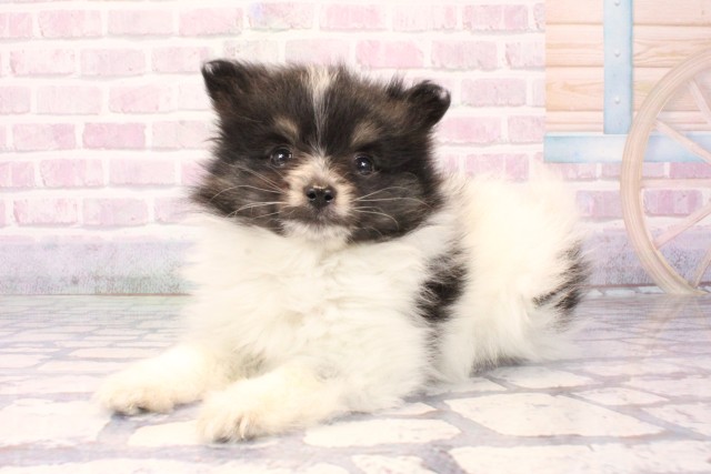滋賀県のポメラニアン (Coo&RIKU長浜店/2025年10月3日生まれ/女の子/ホワイトブラック)の子犬の3枚目の画像