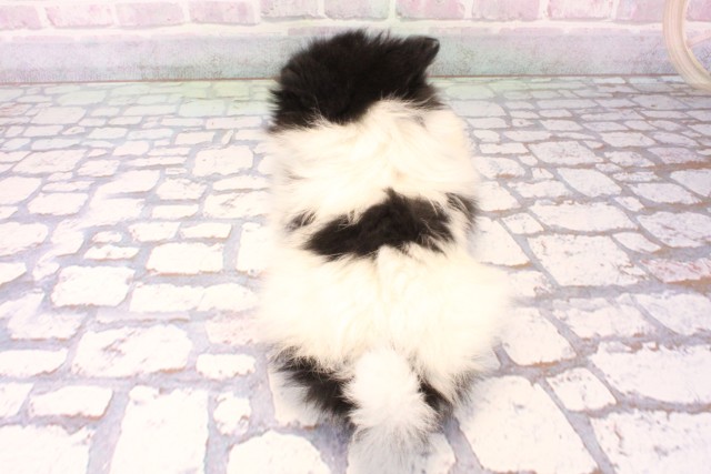 滋賀県のポメラニアン (Coo&RIKU長浜店/2025年10月3日生まれ/女の子/ホワイトブラック)の子犬の4枚目の画像