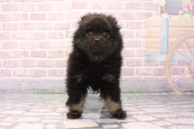 兵庫県のポメラニアン (Coo&RIKU神戸垂水店/2025年10月3日生まれ/女の子/ブラック)の子犬