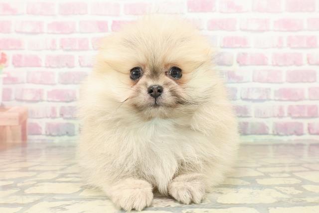 愛知県のポメラニアン (Coo&RIKU名古屋中川店/2025年10月10日生まれ/男の子/オレンジ)の子犬の1枚目の画像