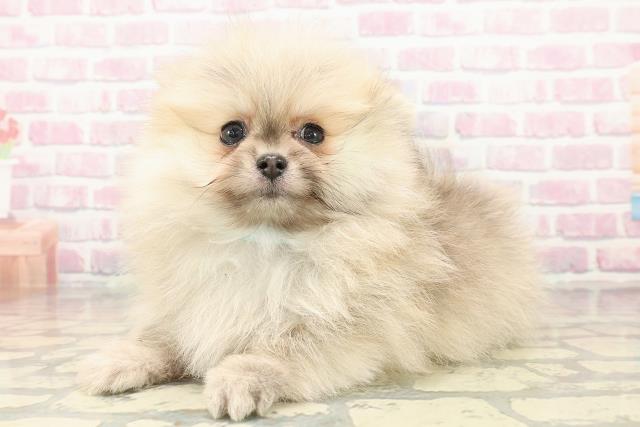 愛知県のポメラニアン (Coo&RIKU名古屋中川店/2025年10月10日生まれ/男の子/オレンジ)の子犬の2枚目の画像