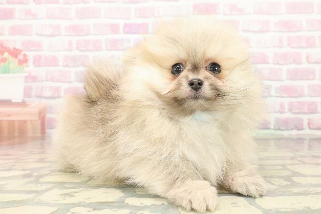 愛知県のポメラニアン (Coo&RIKU名古屋中川店/2025年10月10日生まれ/男の子/オレンジ)の子犬の3枚目の画像