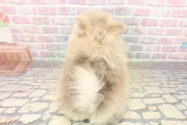 愛知県のポメラニアン (Coo&RIKU名古屋中川店/2025年10月10日生まれ/男の子/オレンジ)の子犬の4枚目の画像