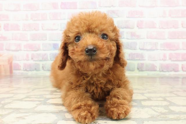 愛知県のトイプードル(トイ) (Coo&RIKU名古屋中川店/2025年10月10日生まれ/男の子/レッド)の子犬の1枚目の画像