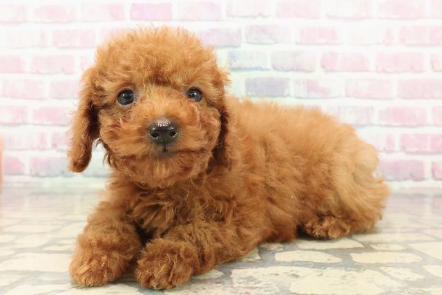 愛知県のトイプードル(トイ) (Coo&RIKU名古屋中川店/2025年10月10日生まれ/男の子/レッド)の子犬の2枚目の画像