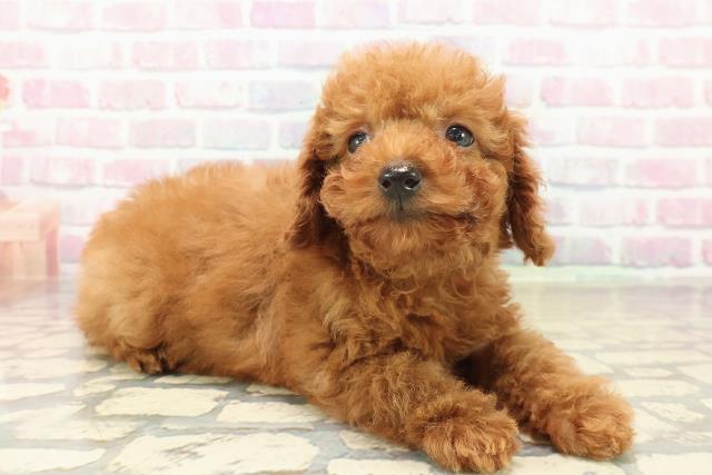 愛知県のトイプードル(トイ) (Coo&RIKU名古屋中川店/2025年10月10日生まれ/男の子/レッド)の子犬の3枚目の画像