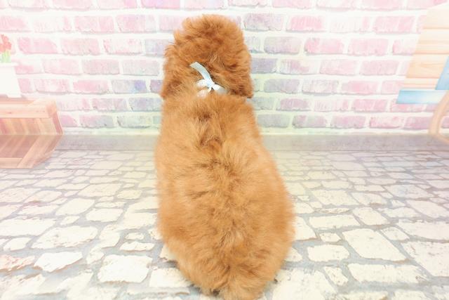 愛知県のトイプードル(トイ) (Coo&RIKU名古屋中川店/2025年10月10日生まれ/男の子/レッド)の子犬の4枚目の画像