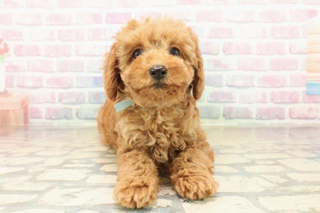 三重県のトイプードル(トイ) (Coo&RIKU四日市店/2025年10月10日生まれ/男の子/アプリコット)の子犬の1枚目の画像