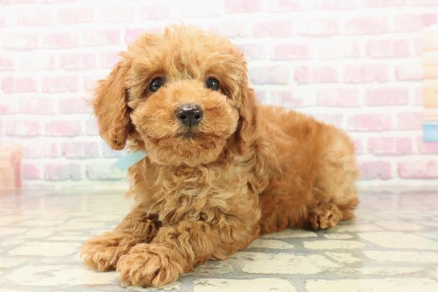 三重県のトイプードル(トイ) (Coo&RIKU四日市店/2025年10月10日生まれ/男の子/アプリコット)の子犬の2枚目の画像