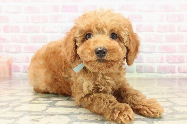 三重県のトイプードル(トイ) (Coo&RIKU四日市店/2025年10月10日生まれ/男の子/アプリコット)の子犬の3枚目の画像