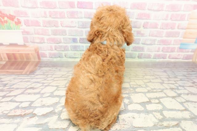 三重県のトイプードル(トイ) (Coo&RIKU四日市店/2025年10月10日生まれ/男の子/アプリコット)の子犬の4枚目の画像