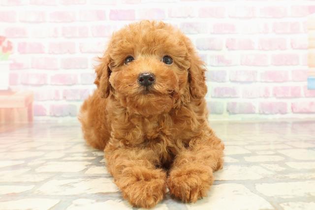 東京都のトイプードル(トイ) (Coo&RIKU江戸川店/2025年10月10日生まれ/男の子/レッド)の子犬