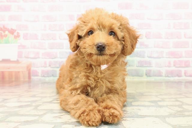 三重県のトイプードル(トイ) (Coo&RIKU津高茶屋店/2025年10月10日生まれ/女の子/レッド)の子犬の1枚目の画像