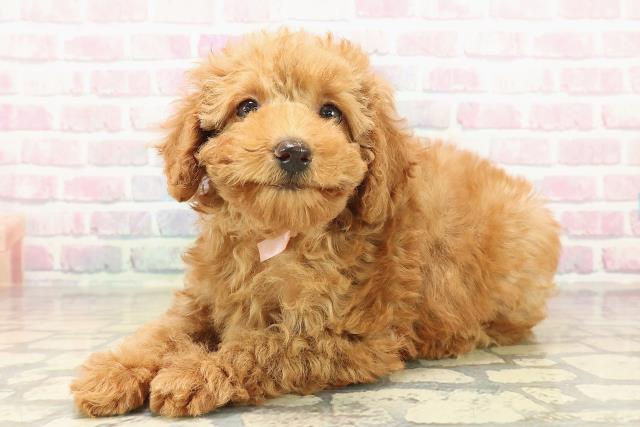 三重県のトイプードル(トイ) (Coo&RIKU津高茶屋店/2025年10月10日生まれ/女の子/レッド)の子犬の2枚目の画像