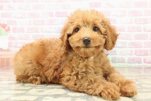 三重県のトイプードル(トイ) (Coo&RIKU津高茶屋店/2025年10月10日生まれ/女の子/レッド)の子犬の3枚目の画像