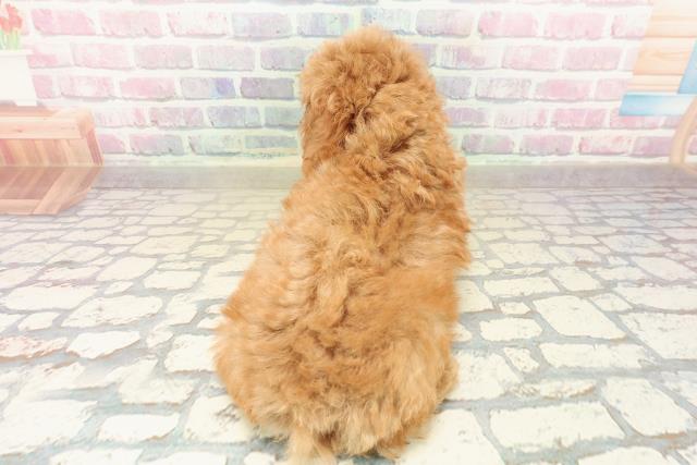 三重県のトイプードル(トイ) (Coo&RIKU津高茶屋店/2025年10月10日生まれ/女の子/レッド)の子犬の4枚目の画像