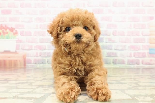 福島県のトイプードル(トイ) (Coo&RIKUいわき店/2025年10月11日生まれ/男の子/アプリコット)の子犬の1枚目の画像