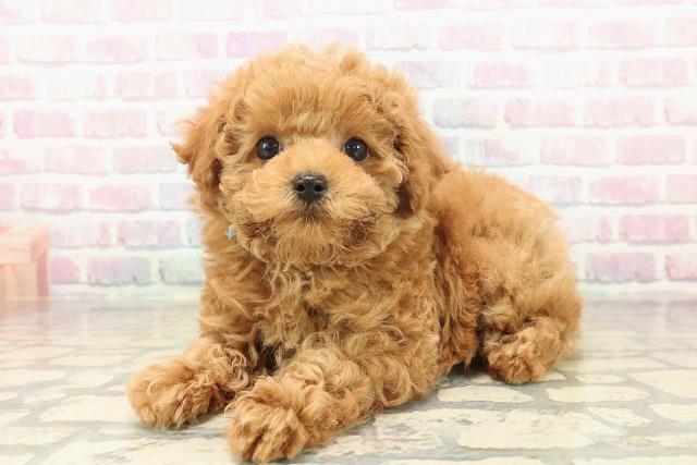 福島県のトイプードル(トイ) (Coo&RIKUいわき店/2025年10月11日生まれ/男の子/アプリコット)の子犬の2枚目の画像