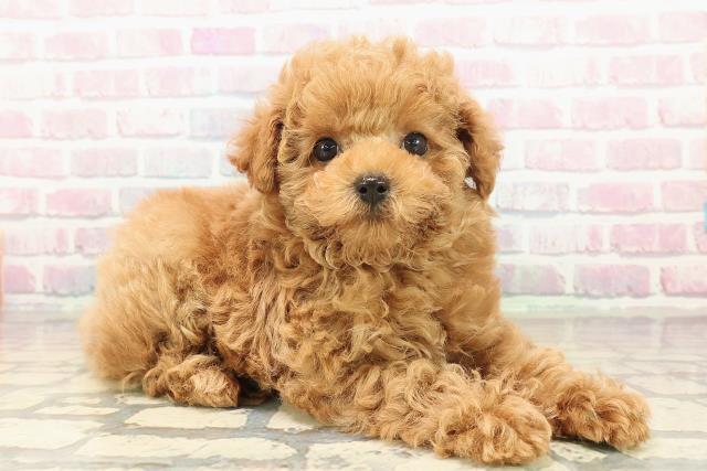 福島県のトイプードル(トイ) (Coo&RIKUいわき店/2025年10月11日生まれ/男の子/アプリコット)の子犬の3枚目の画像