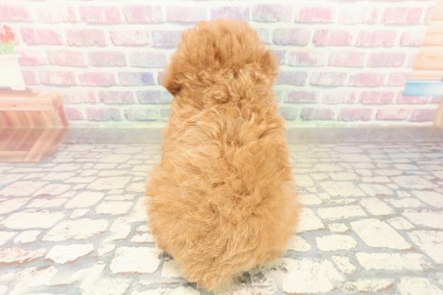 福島県のトイプードル(トイ) (Coo&RIKUいわき店/2025年10月11日生まれ/男の子/アプリコット)の子犬の4枚目の画像