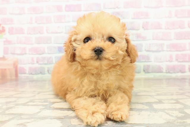 福島県のトイプードル(トイ) (Coo&RIKU会津若松店/2025年10月11日生まれ/女の子/レッド)の子犬の1枚目の画像