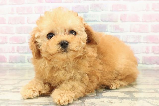 福島県のトイプードル(トイ) (Coo&RIKU会津若松店/2025年10月11日生まれ/女の子/レッド)の子犬の2枚目の画像