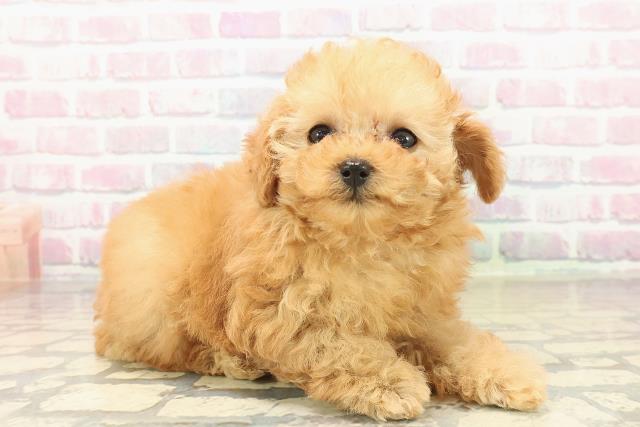 福島県のトイプードル(トイ) (Coo&RIKU会津若松店/2025年10月11日生まれ/女の子/レッド)の子犬の3枚目の画像