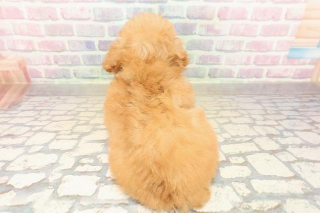 福島県のトイプードル(トイ) (Coo&RIKU会津若松店/2025年10月11日生まれ/女の子/レッド)の子犬の4枚目の画像