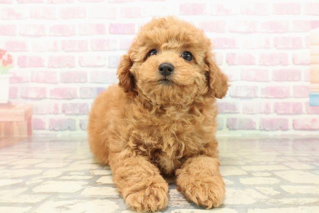 宮城県のトイプードル(トイ) (Coo&RIKU石巻店/2025年10月11日生まれ/女の子/レッド)の子犬の1枚目の画像