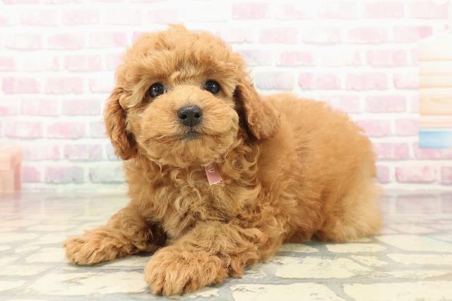 宮城県のトイプードル(トイ) (Coo&RIKU石巻店/2025年10月11日生まれ/女の子/レッド)の子犬の2枚目の画像