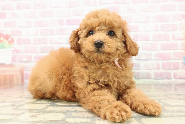 宮城県のトイプードル(トイ) (Coo&RIKU石巻店/2025年10月11日生まれ/女の子/レッド)の子犬の3枚目の画像