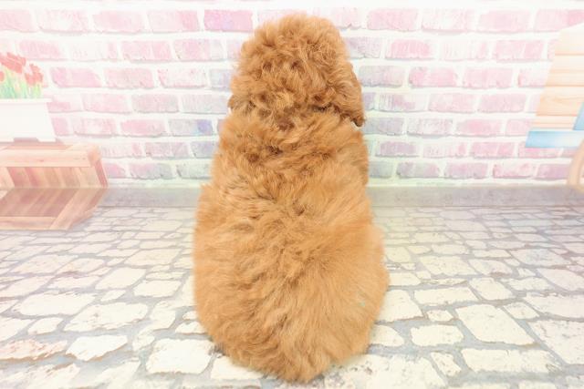 宮城県のトイプードル(トイ) (Coo&RIKU石巻店/2025年10月11日生まれ/女の子/レッド)の子犬の4枚目の画像