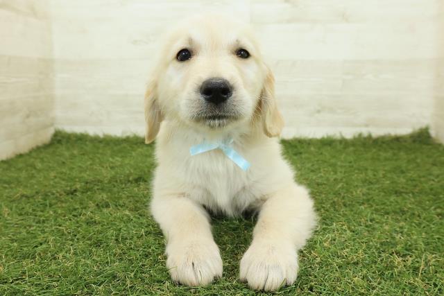 ゴールデン・レトリバー