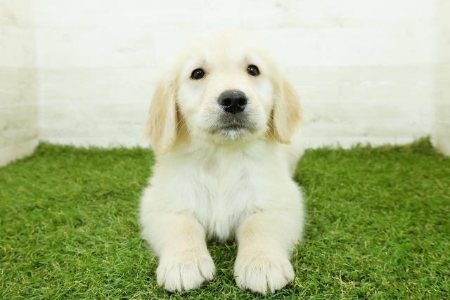 ゴールデン・レトリバー