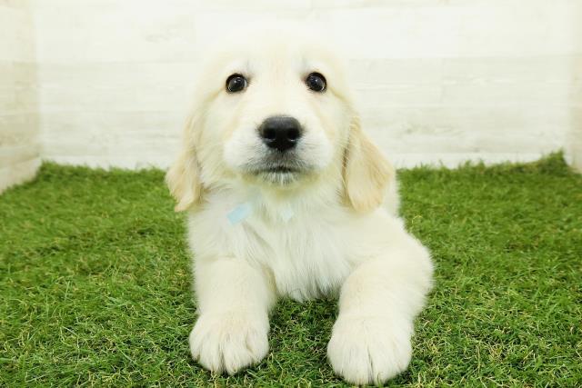 ゴールデン・レトリバー