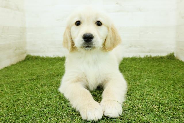 ゴールデン・レトリバー