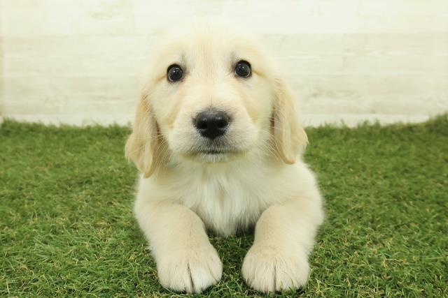 ゴールデン・レトリバー