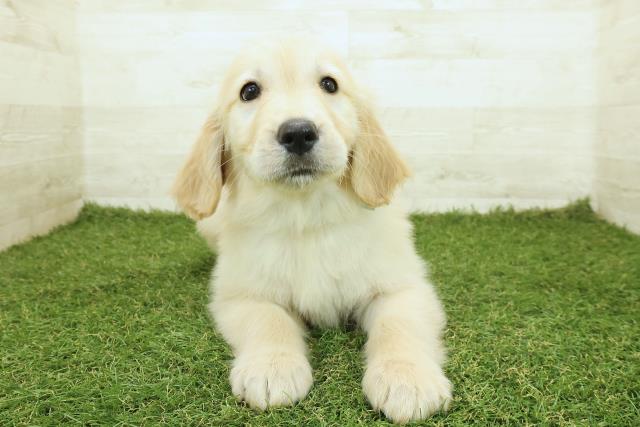 ゴールデン・レトリバー