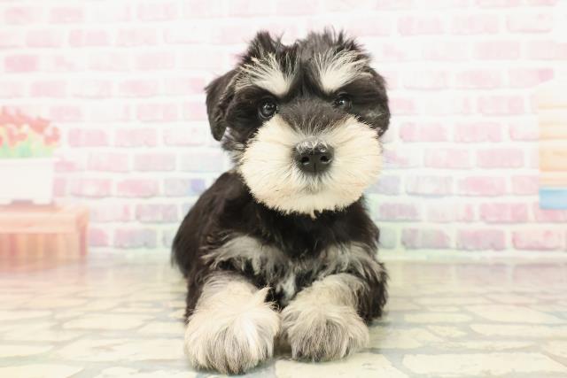 千葉県のミニチュアシュナウザー (Coo&RIKU若葉都賀店/2025年10月12日生まれ/男の子/ブラックシルバー)の子犬