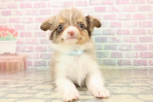 東京都のチワワ(ロング) (Coo&RIKU福生店/2025年10月13日生まれ/男の子/チョコレートマールホワイト)の子犬の1枚目の画像