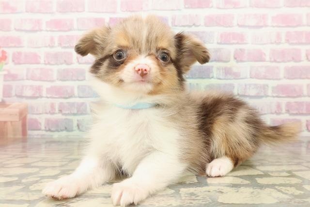 東京都のチワワ(ロング) (Coo&RIKU福生店/2025年10月13日生まれ/男の子/チョコレートマールホワイト)の子犬の2枚目の画像