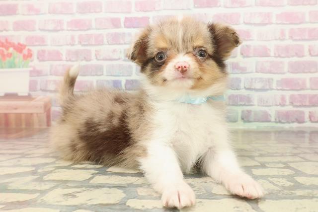 東京都のチワワ(ロング) (Coo&RIKU福生店/2025年10月13日生まれ/男の子/チョコレートマールホワイト)の子犬の3枚目の画像